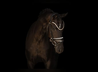 Hanoverian, Mare, 4 years, 15.2 hh, Black