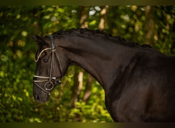 Hanoverian, Mare, 4 years, 15.2 hh, Black