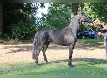 Hanoverian, Mare, 4 years, 15.2 hh, Black