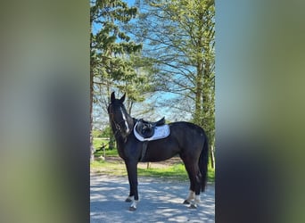 Hanoverian, Mare, 4 years, 15.2 hh, Black