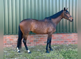Hanoverian, Mare, 4 years, 15.2 hh, Brown