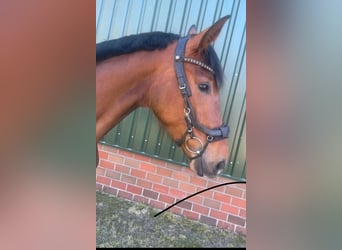 Hanoverian, Mare, 4 years, 15.2 hh, Brown