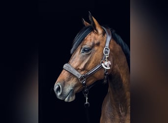 Hanoverian, Mare, 4 years, 15.2 hh, Brown