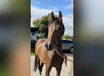 Hanoverian, Mare, 4 years, 15.2 hh, Brown