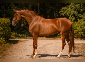 Hanoverian, Mare, 4 years, 15.2 hh, Chestnut