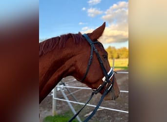 Hanoverian, Mare, 4 years, 15.2 hh, Chestnut