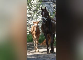 Hanoverian, Mare, 4 years, 15.2 hh, Chestnut-Red
