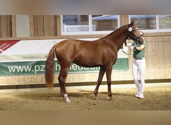 Hanoverian, Mare, 4 years, 15.2 hh, Chestnut-Red