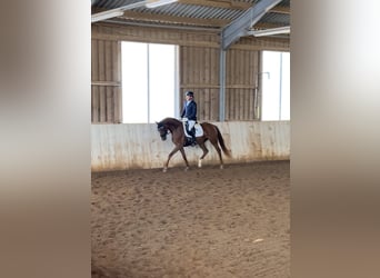 Hanoverian, Mare, 4 years, 15.2 hh, Chestnut-Red