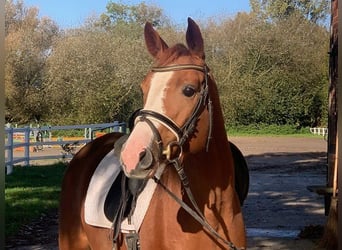 Hanoverian, Mare, 4 years, 15,2 hh, Chestnut-Red