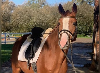 Hanoverian, Mare, 4 years, 15,2 hh, Chestnut-Red