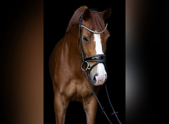 Hanoverian, Mare, 4 years, 15,2 hh, Chestnut-Red