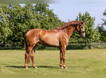 Hanoverian, Mare, 4 years, 15,2 hh, Chestnut-Red