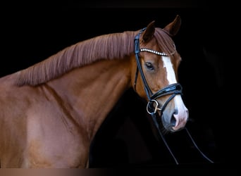 Hanoverian, Mare, 4 years, 15,2 hh, Chestnut-Red