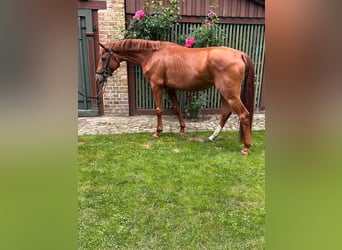 Hanoverian, Mare, 4 years, 15.2 hh, Chestnut-Red
