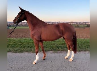 Hanoverian, Mare, 4 years, 15,2 hh, Chestnut-Red