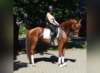 Hanoverian, Mare, 4 years, 15.2 hh, Chestnut-Red