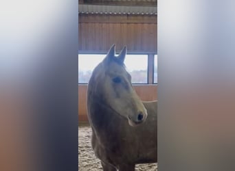 Hanoverian, Mare, 4 years, 15,2 hh, Gray