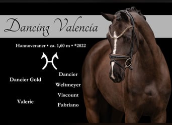 Hanoverian, Mare, 4 years, 15.2 hh, Smoky-Black