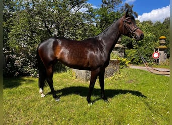 Hannoveraner, Stute, 4 Jahre, 15,3 hh, Dunkelbrauner