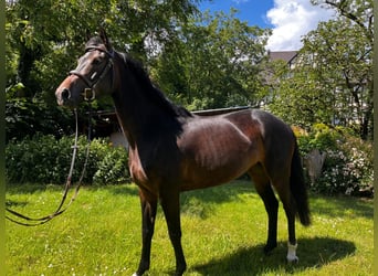 Hannoveraner, Stute, 4 Jahre, 15,3 hh, Dunkelbrauner