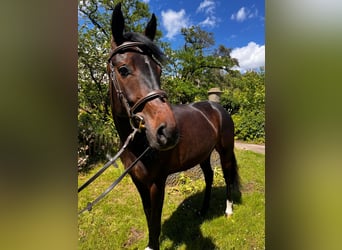 Hannoveraner, Stute, 4 Jahre, 15,3 hh, Dunkelbrauner