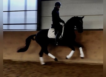 Hanoverian, Mare, 4 years, 15,3 hh, Black