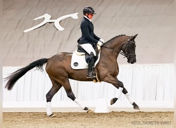Hanoverian, Mare, 4 years, 15.3 hh, Black