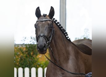 Hanoverian, Mare, 4 years, 15.3 hh, Black