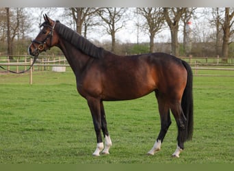 Hanoverian, Mare, 4 years, 15.3 hh, Brown