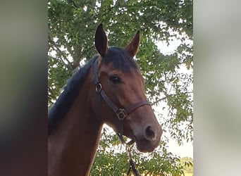 Hanoverian, Mare, 4 years, 15.3 hh, Brown