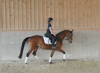 Hanoverian, Mare, 4 years, 15.3 hh, Brown
