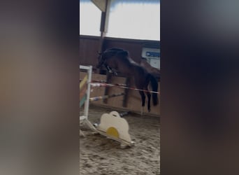 Hanoverian, Mare, 4 years, 15.3 hh, Brown