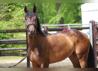 Hanoverian, Mare, 4 years, 15.3 hh, Brown