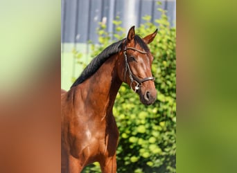 Hanoverian, Mare, 4 years, 15.3 hh, Brown