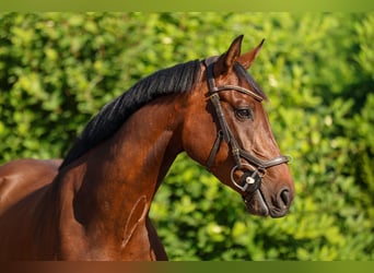 Hanoverian, Mare, 4 years, 15.3 hh, Brown