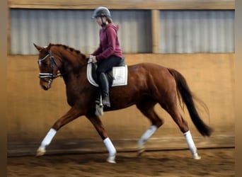 Hanoverian, Mare, 4 years, 15.3 hh, Chestnut-Red