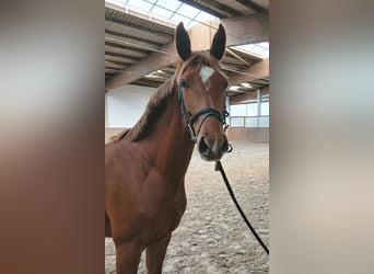 Hanoverian, Mare, 4 years, 15.3 hh, Chestnut-Red