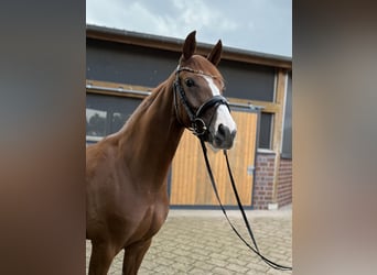 Hanoverian, Mare, 4 years, 15.3 hh, Chestnut-Red