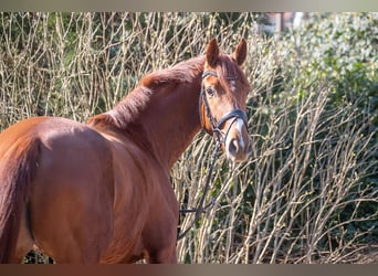 Hanoverian, Mare, 4 years, 15.3 hh, Chestnut-Red