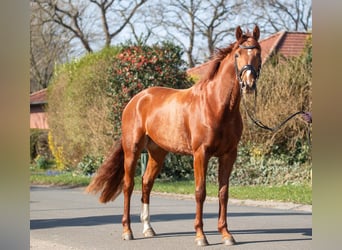 Hanoverian, Mare, 4 years, 15.3 hh, Chestnut-Red