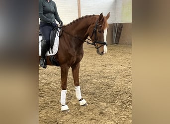 Hanoverian, Mare, 4 years, 15,3 hh, Chestnut-Red