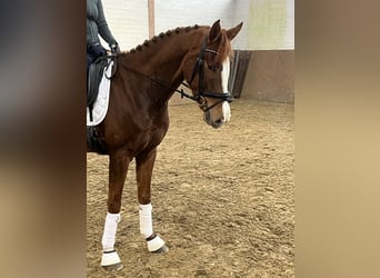 Hanoverian, Mare, 4 years, 15,3 hh, Chestnut-Red