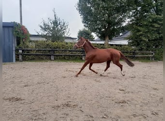 Hanoverian, Mare, 4 years, 15,3 hh, Chestnut-Red