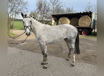 Hanoverian, Mare, 4 years, 15.3 hh, Gray-Red-Tan