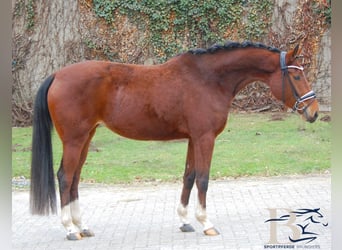 Hanoverian, Mare, 4 years, 15 hh, Brown