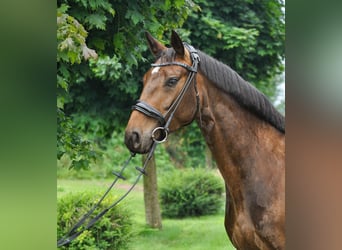 Hanoverian, Mare, 4 years, 15,1 hh, Brown