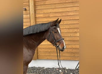 Hanoverian, Mare, 4 years, 15,2 hh, Bay-Dark