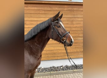 Hanoverian, Mare, 4 years, 15,2 hh, Bay-Dark