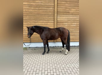 Hanoverian, Mare, 4 years, 15,2 hh, Bay-Dark